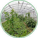 自產自銷，物美價廉